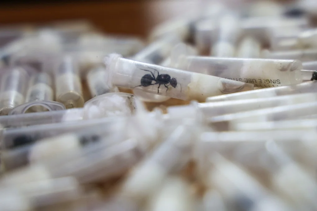 Trafic de fourmis en Afrique de l'Est : menace pour la biodiversité