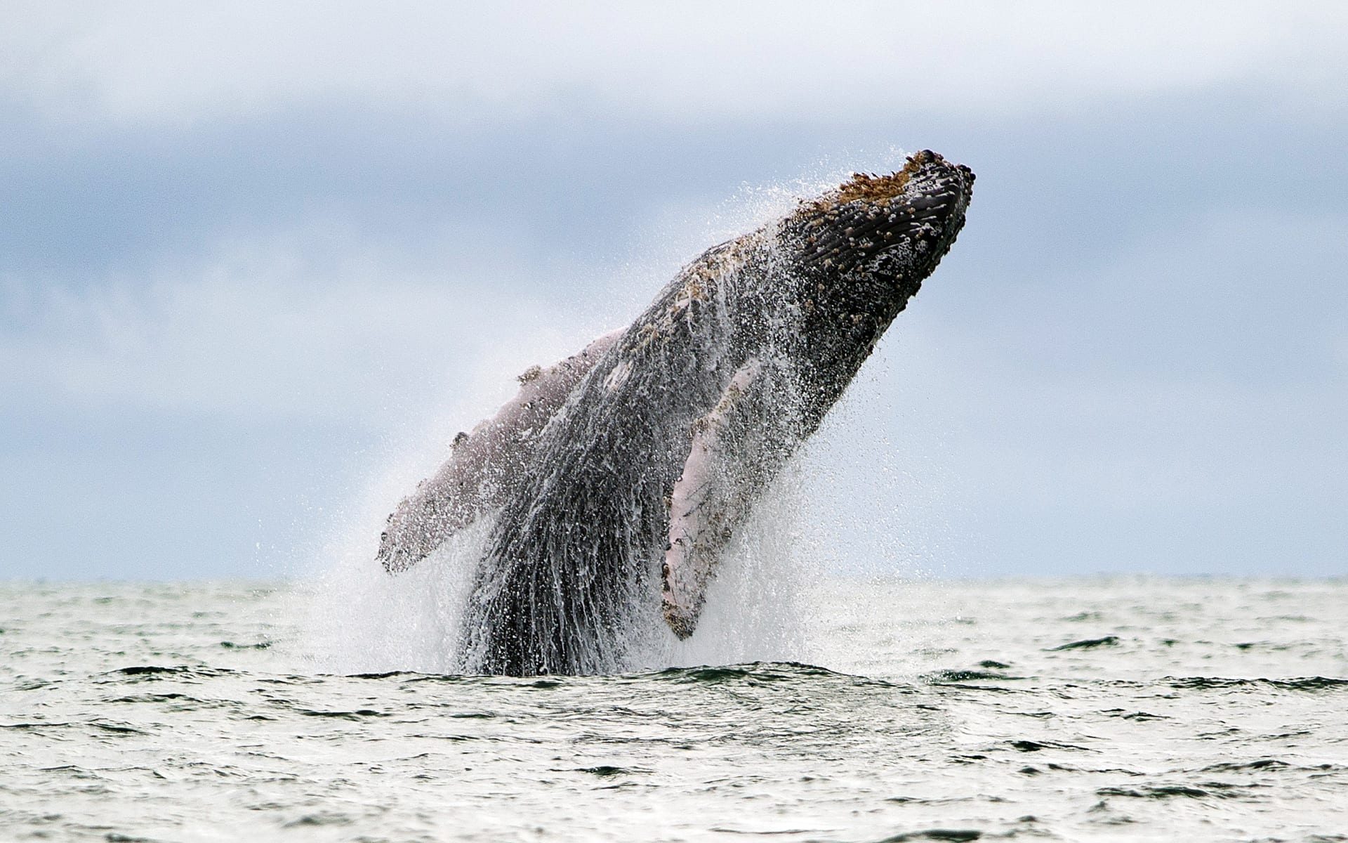 Libération d'une baleine massive sur une plage allemande