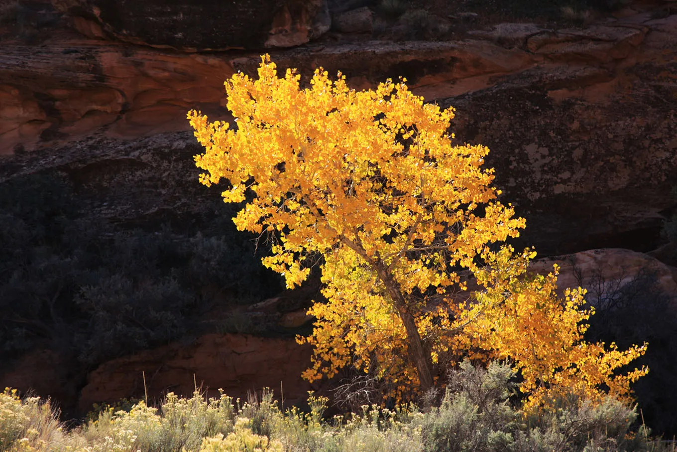 إندونيسيا تعزز الابتكار في تمويل الحفاظ على البيئة