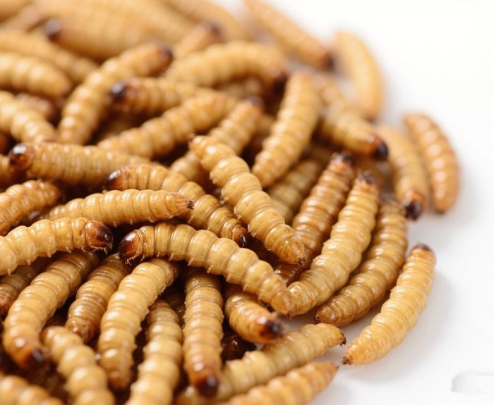 Enquête sur une vidéo de pain contaminé en Indonésie