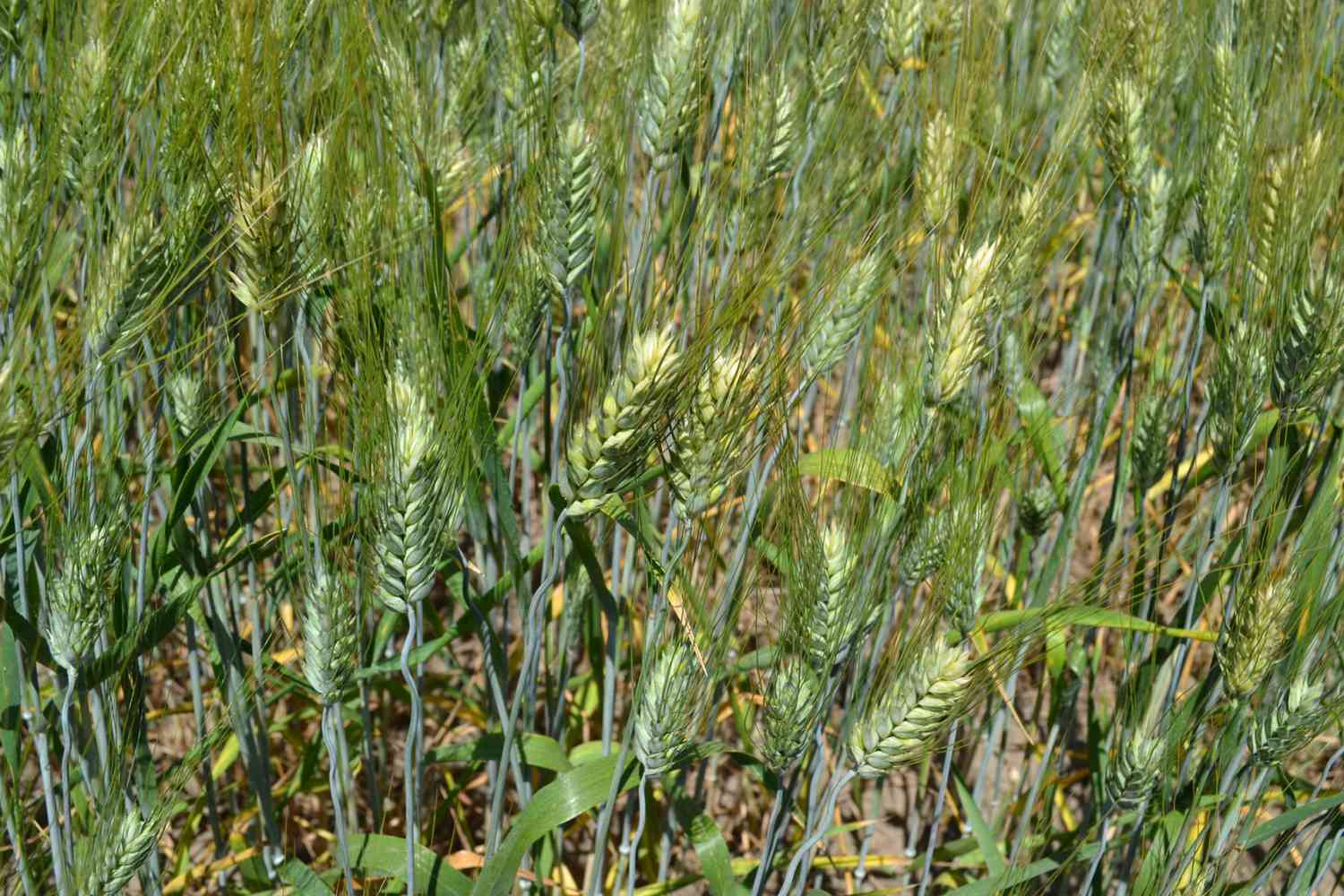 جنوب القوقاز مركز جديد لزراعة قمح الخبز