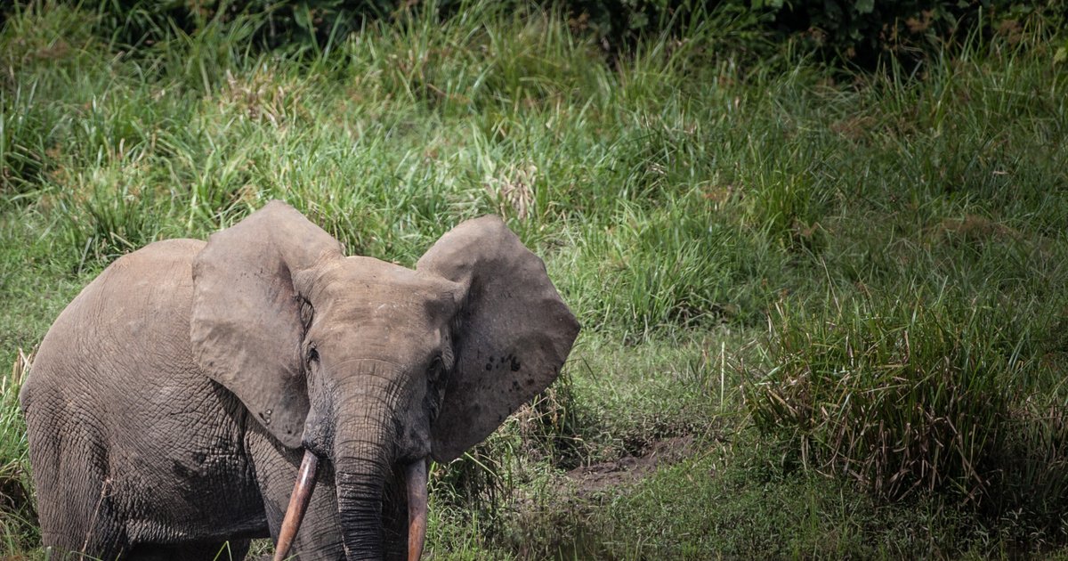 Un chasseur américain tué par un éléphant au Gabon