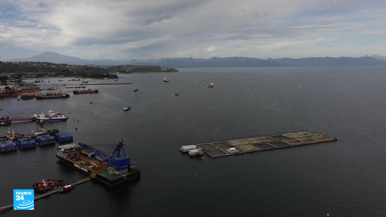 تأثير صناعة سمك السلمون في تشيلي على البيئة والصحة