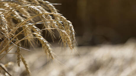 L'Égypte et l'Indonésie se disputent le blé