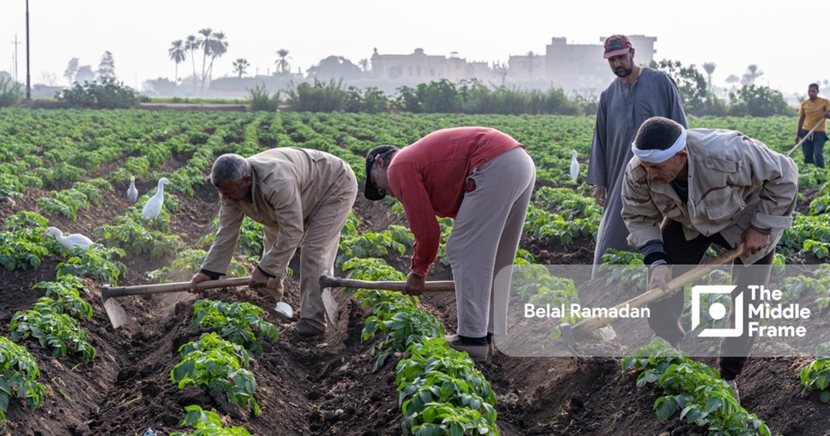 نقل الباعة في القليوبية إلى باكيات ميدان المؤسسة