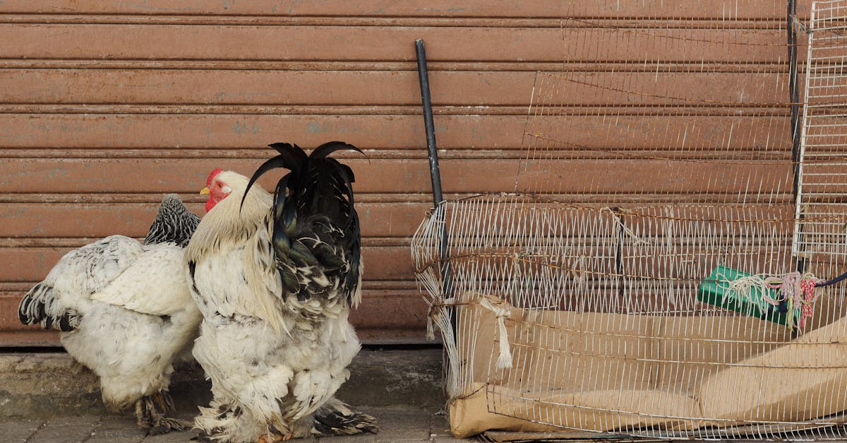 أسعار الفراخ والبيض في الأسواق المصرية اليوم