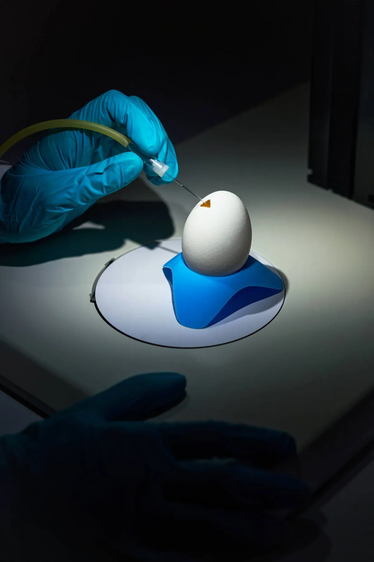 Transform Chicken Eggs into Drug Factories