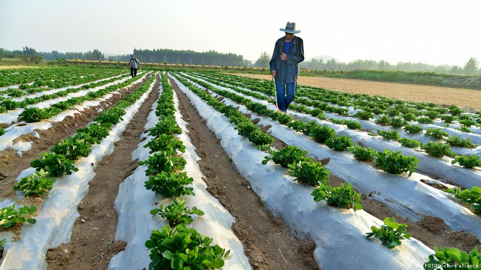 أزمة الأسمدة العالمية وتأثيرها على الأمن الغذائي