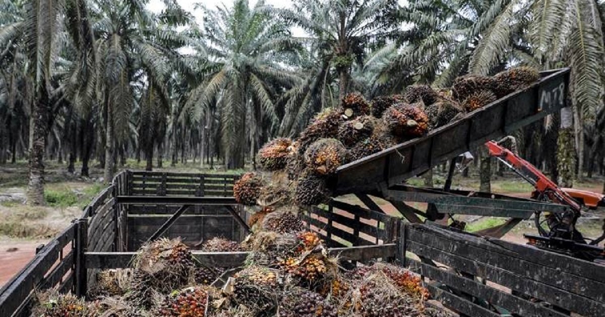 زيادة صادرات زيت النخيل الإندونيسي في 2026
