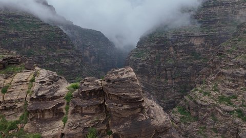 أشجار النيم في جازان ودورها في الاستدامة
