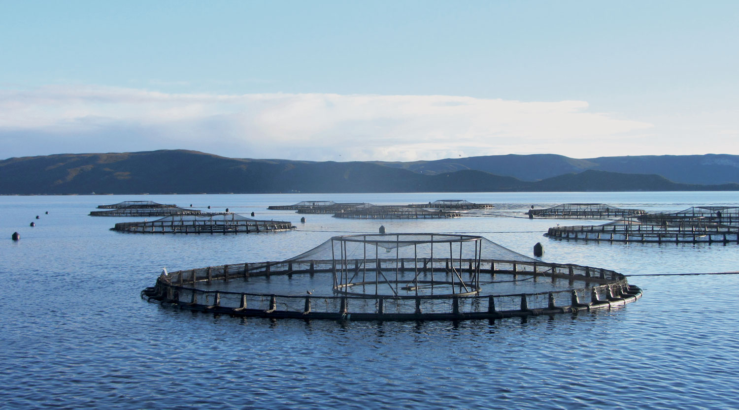 استثمار عماني في تربية الأحياء المائية