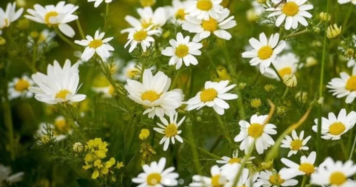 Umweltkampagne in Al-Khuraim für mehr Bewusstsein