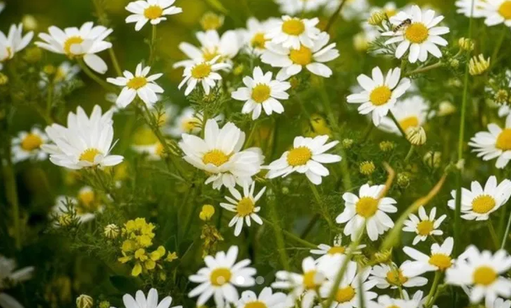 حملة الإصحاح البيئي في بروضة خريم