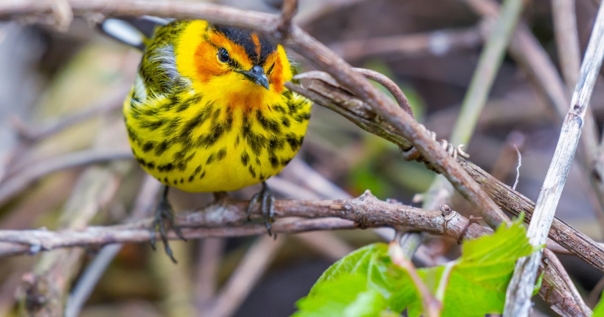 Découverte d'une nouvelle espèce d'oiseau au Japon