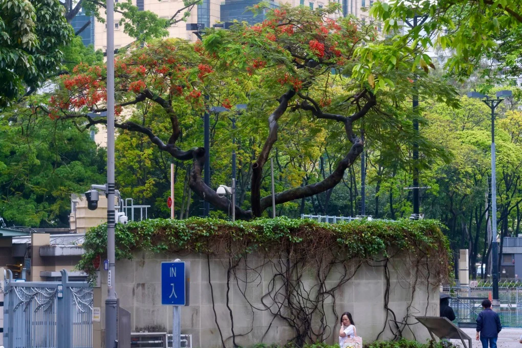 تأثير الاحتباس الحراري على نباتات هونغ كونغ