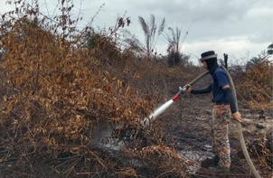 Palm Oil Fires in Malaysia and Their Market Impact