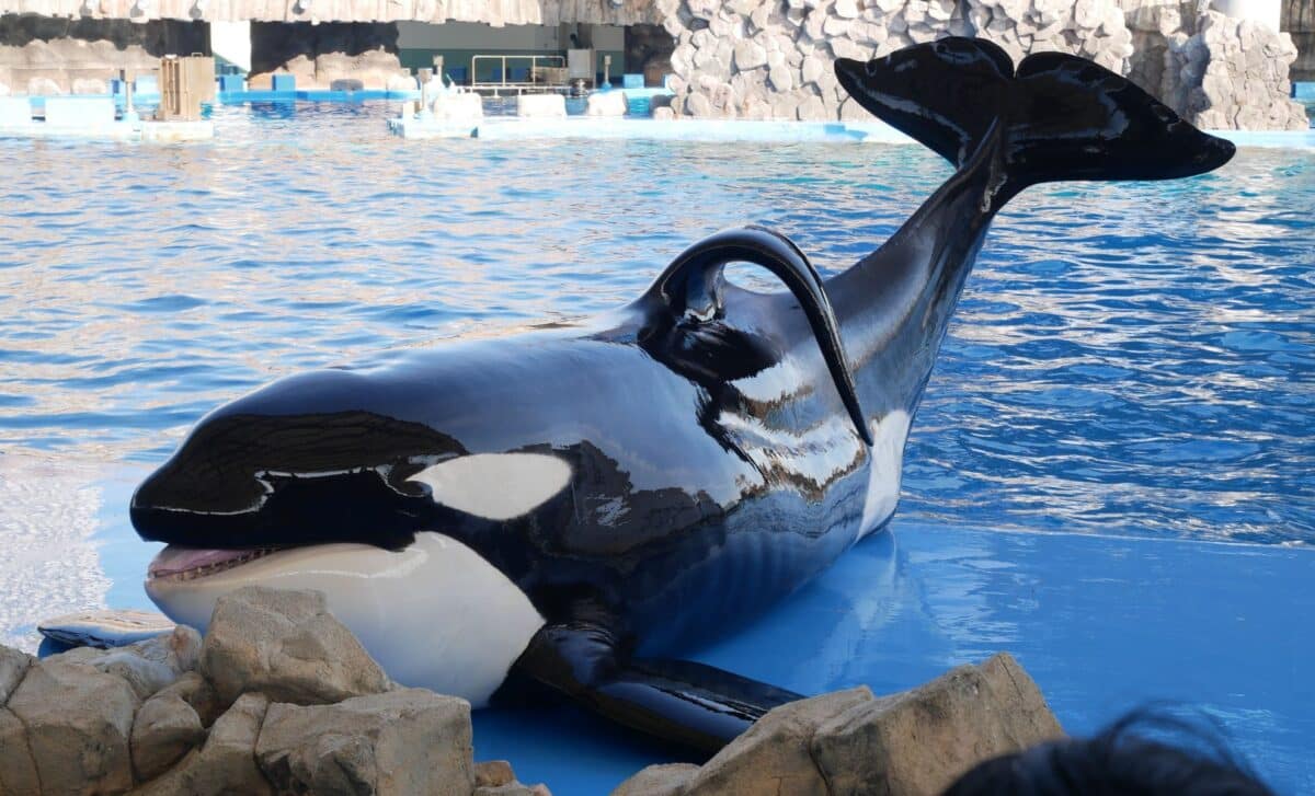 خدعة جيسيكا: كيف انتشرت الشائعات عبر الإنترنت