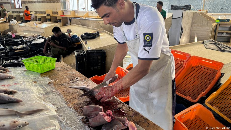 Rückgang der Haie im Mittelmeer - Besorgniserregende Situation