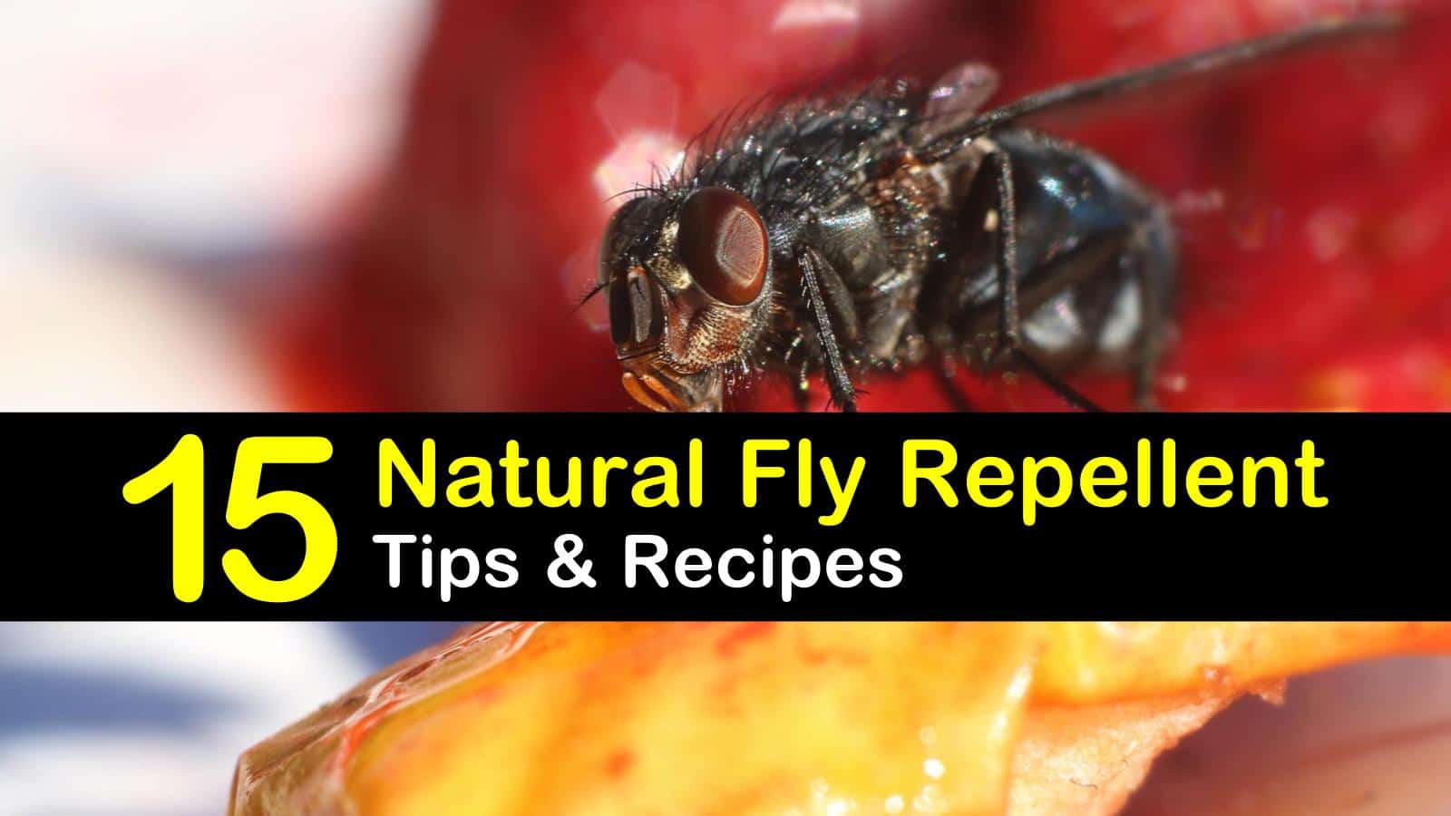 Effective Ways to Eliminate Flies at Home