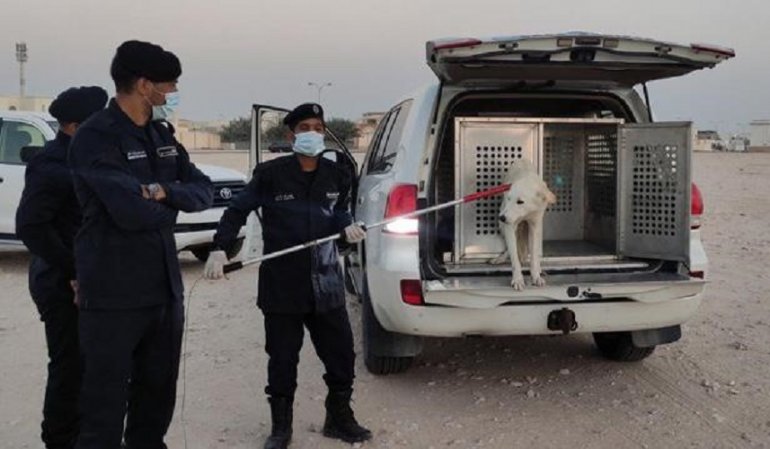 Campagne de collecte des chiens errants à Port-Saïd