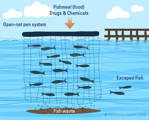 Fish Farming as a Solution to Jakarta's Waste Crisis