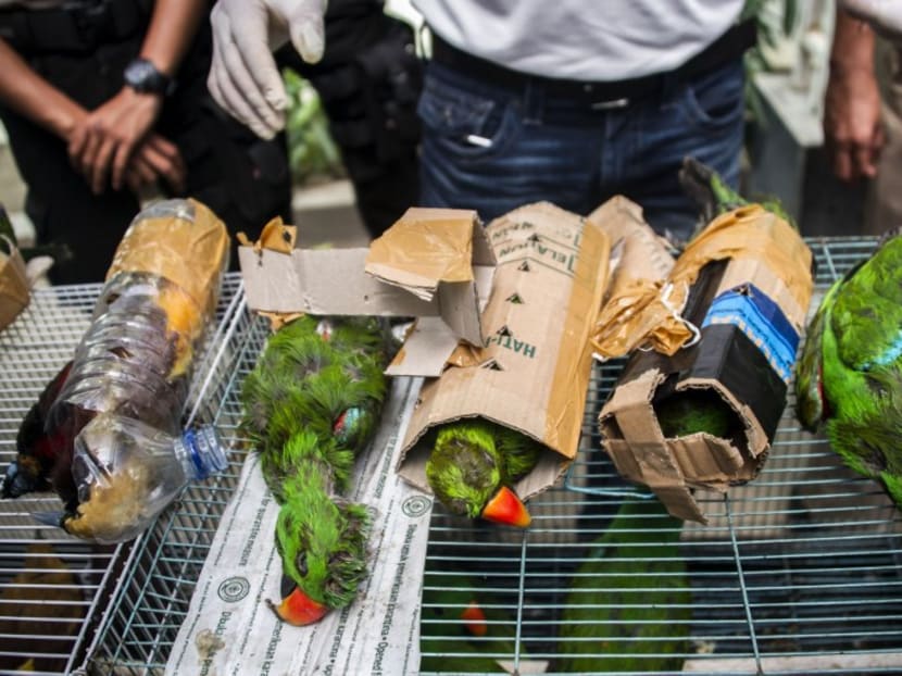 Intercepter le trafic d'oiseaux protégés en Indonésie