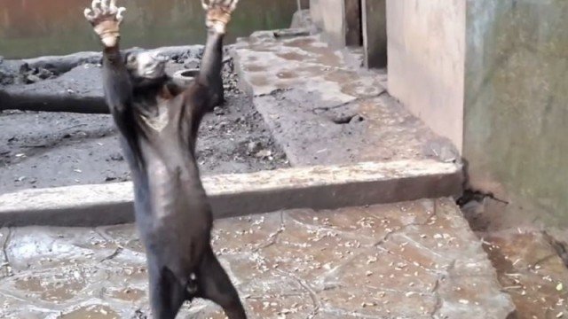 Sauver les animaux du zoo de Bandung après la mort des tigres