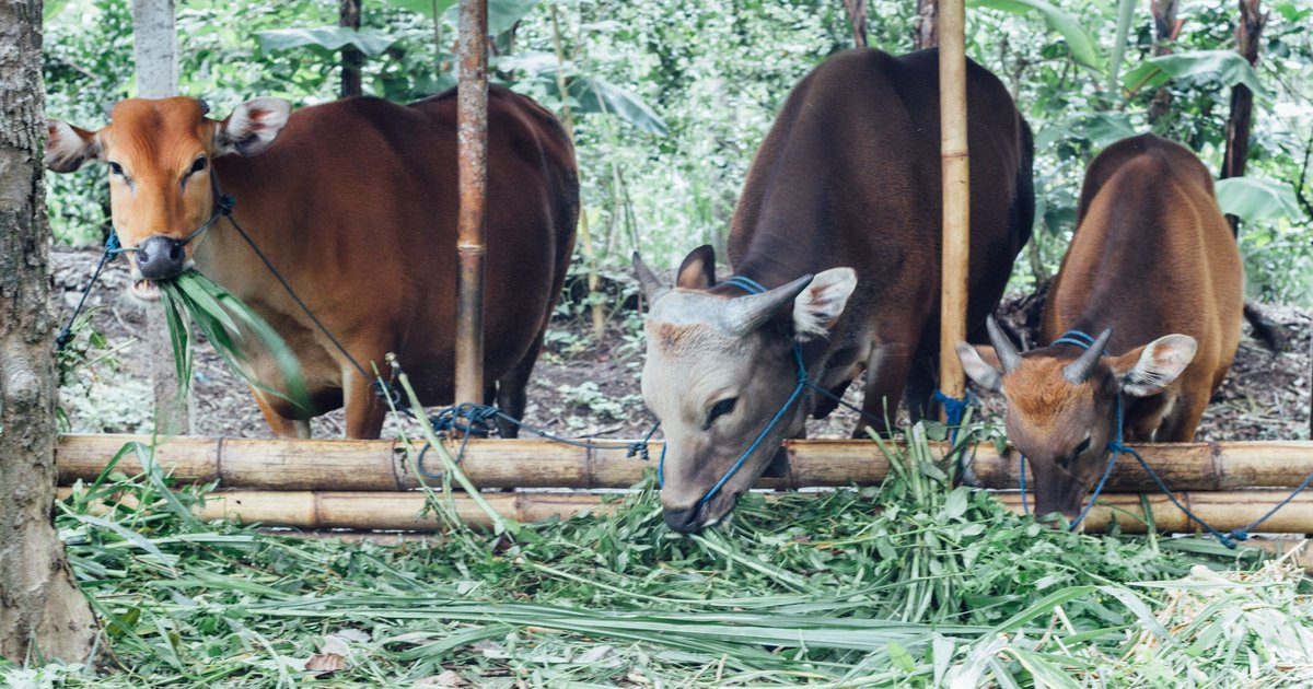 Kostenloses Ernährungsprogramm stärkt Viehzucht in Indonesien