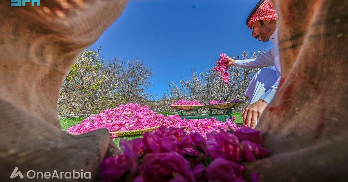 الورد الطائفي: هوية عريقة وصناعة مزدهرة