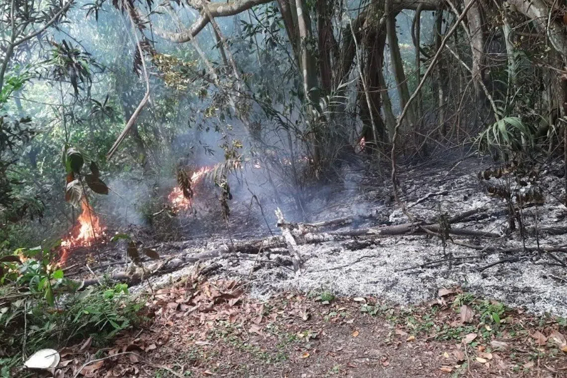 Bukit Brown Fires: Irresponsible Burning During Qingming