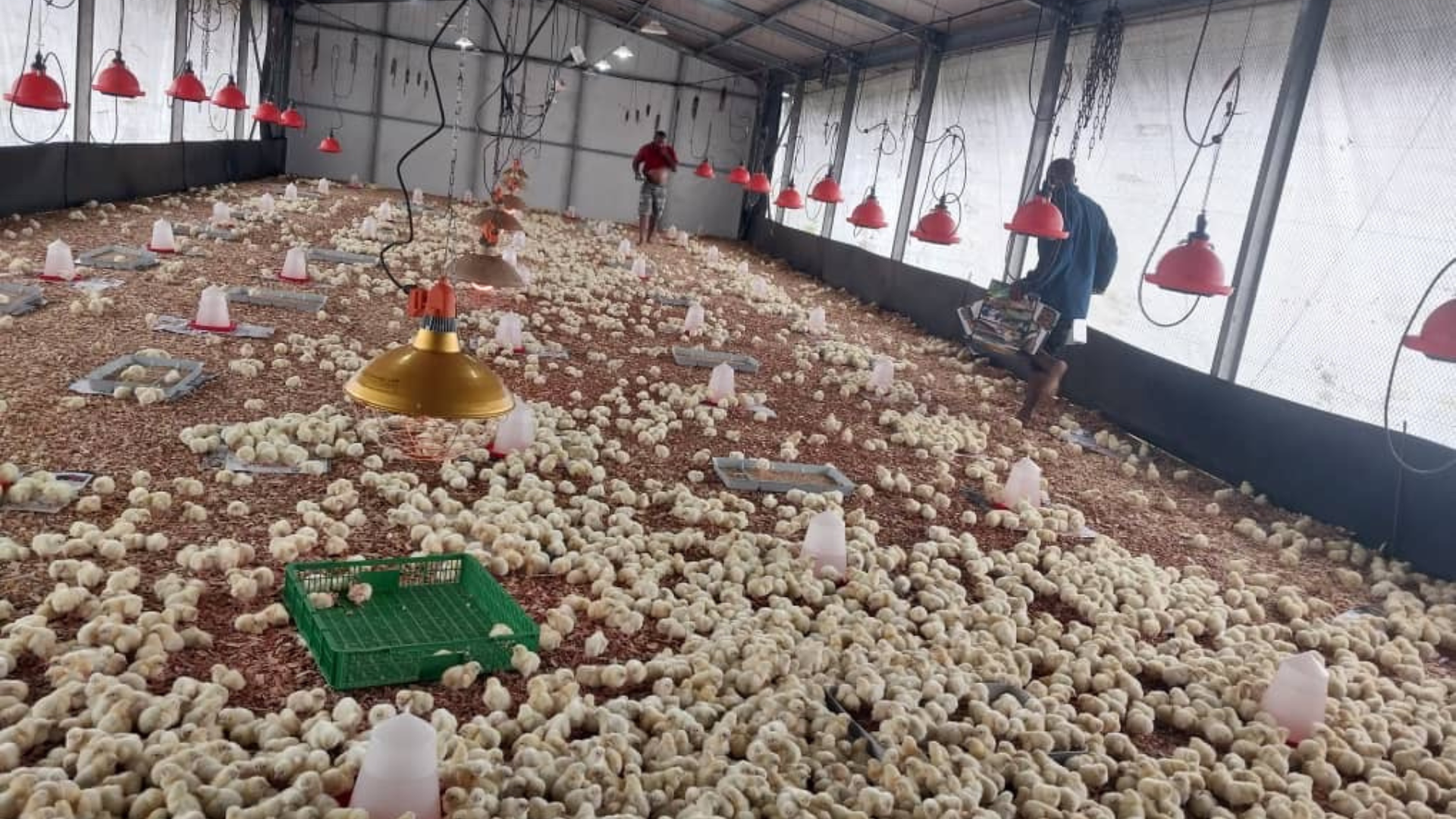 Policy Coordination to Protect Indonesia's Poultry Industry