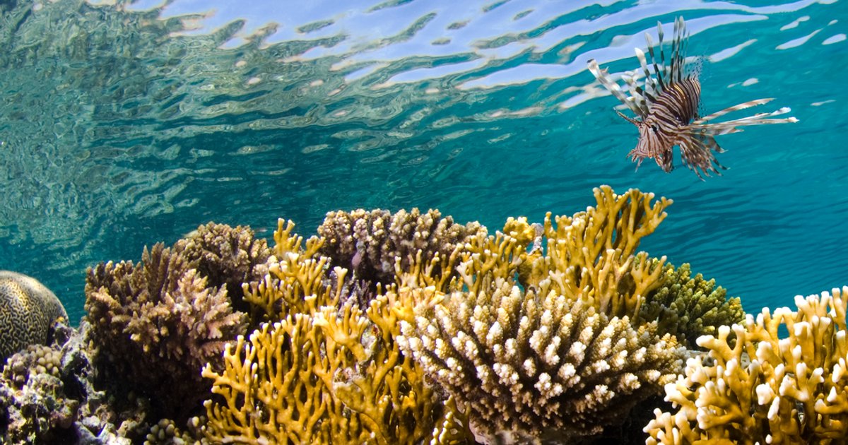 Issuance of 100 Million Riyals Sukuk by Red Sea Global