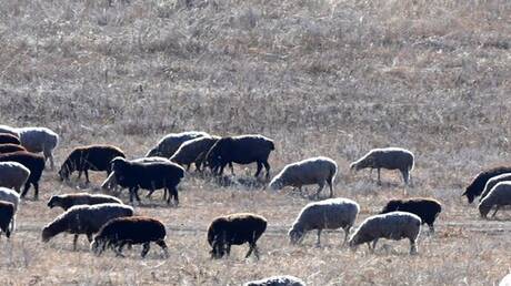 صاعقة رعدية تؤدي لوفاة شاب في جرابلس