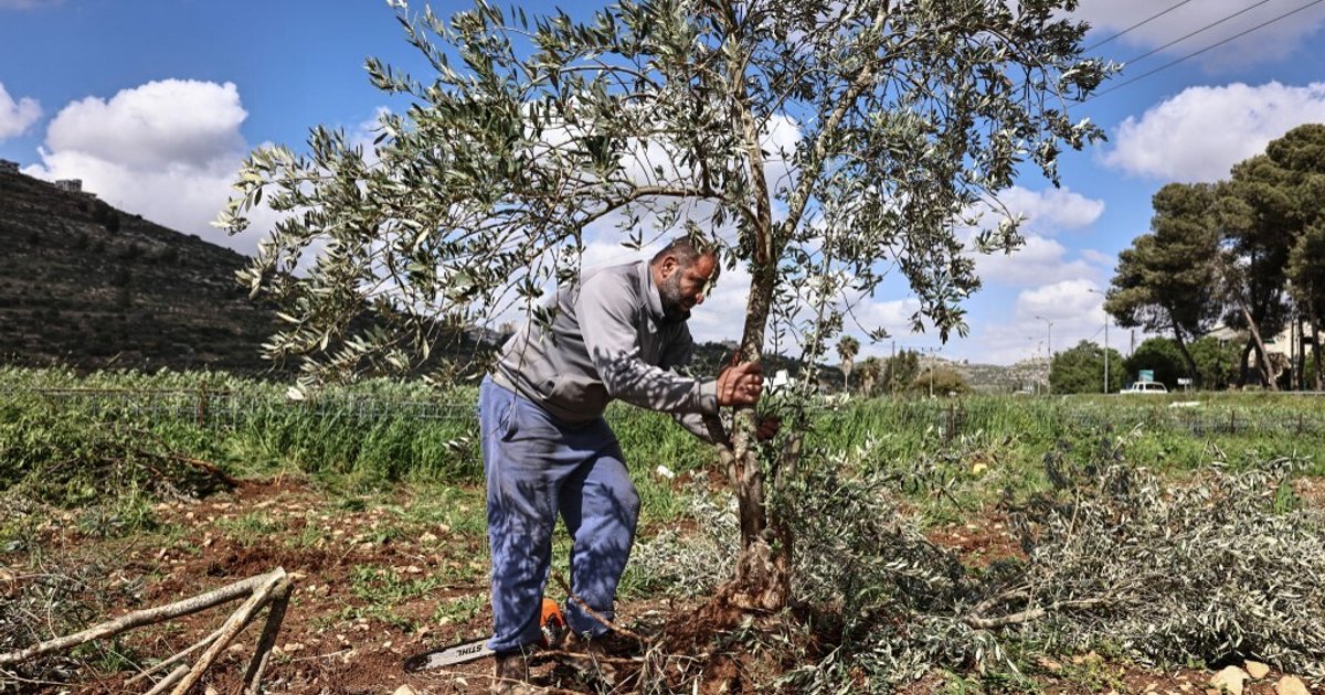 مستوطنون إسرائيليون يقطعون أشجار زيتون قرب رام الله