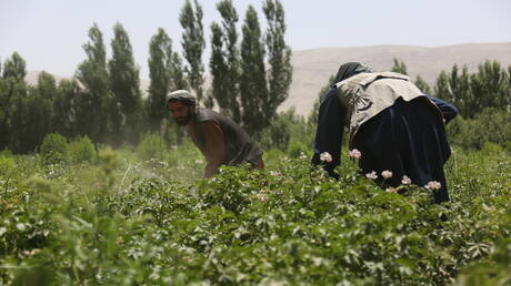 Taliban Reduces Drug Flow Risks to Russia
