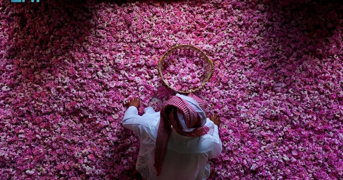 Récolte des roses à Taïf : 550 millions de roses par an