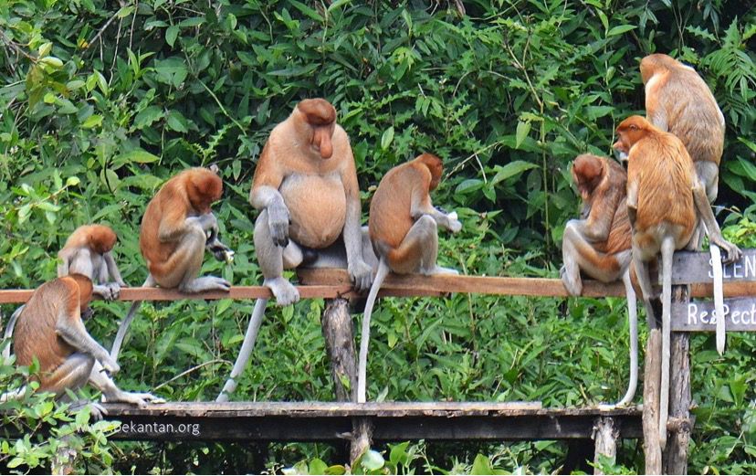 زيادة عدد قرود البكانتان في إندونيسيا