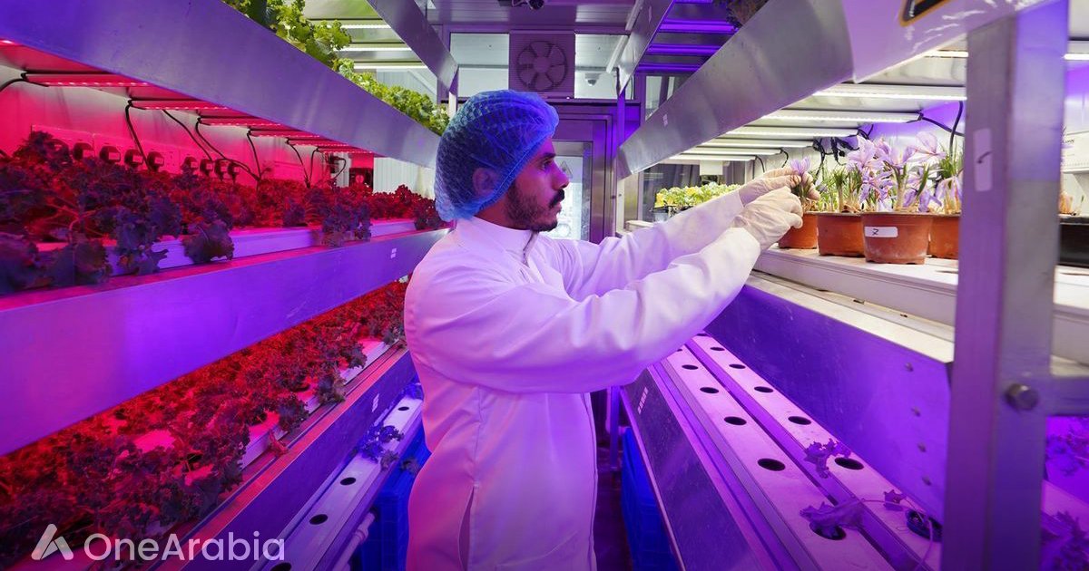 Le safran saoudien renforce AlUla comme destination agricole