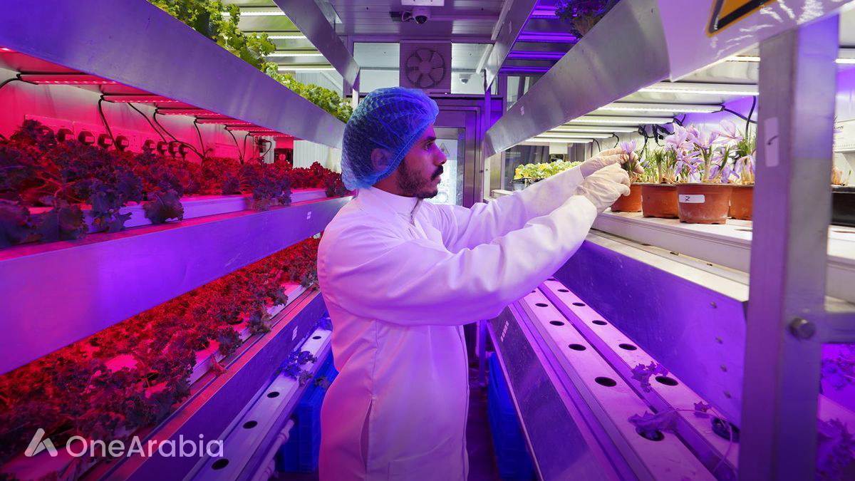 الزعفران السعودي يعزز مكانة العُلا كوجهة زراعية