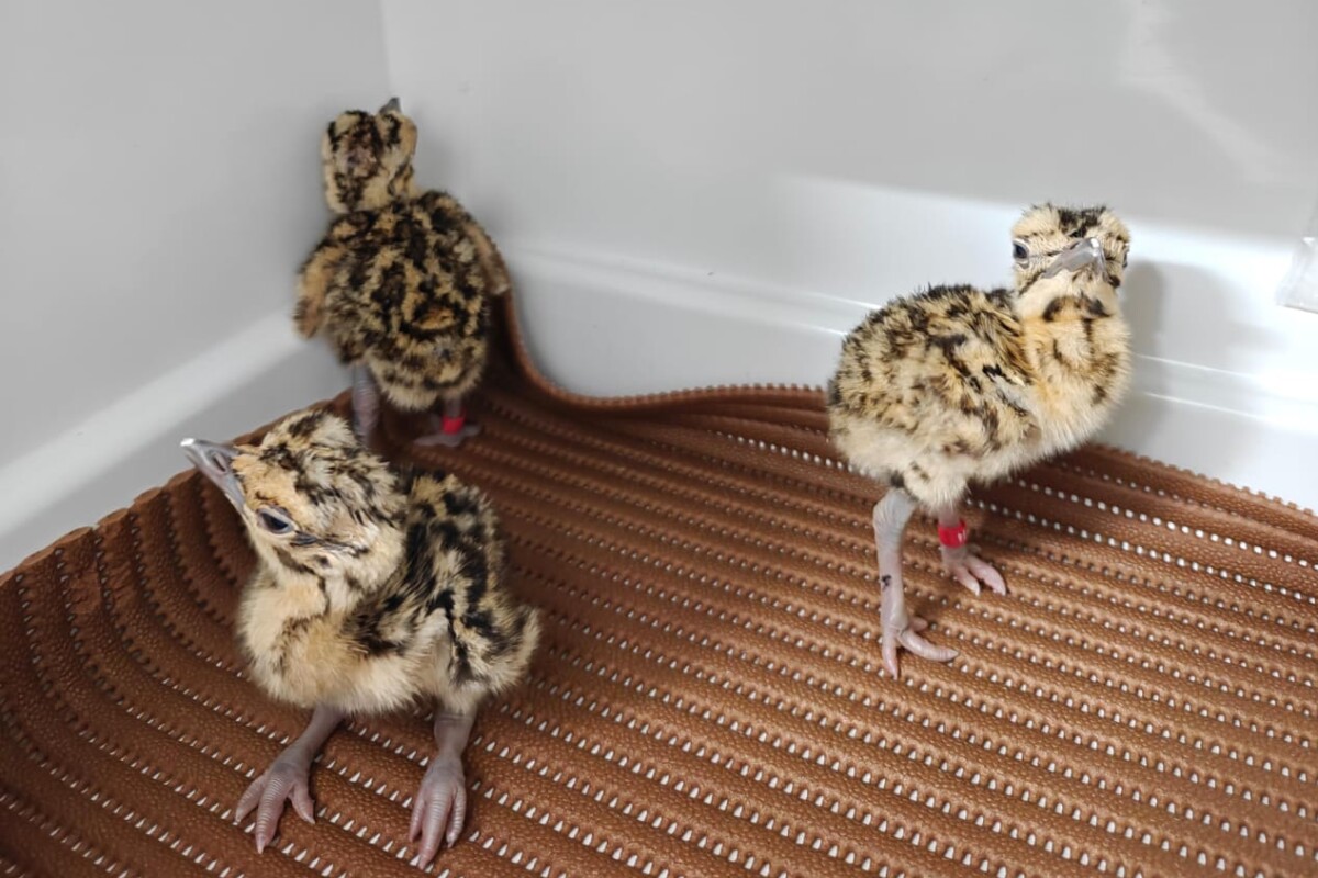 Schutz des seltenen Hornvogels: Rettungsbemühungen