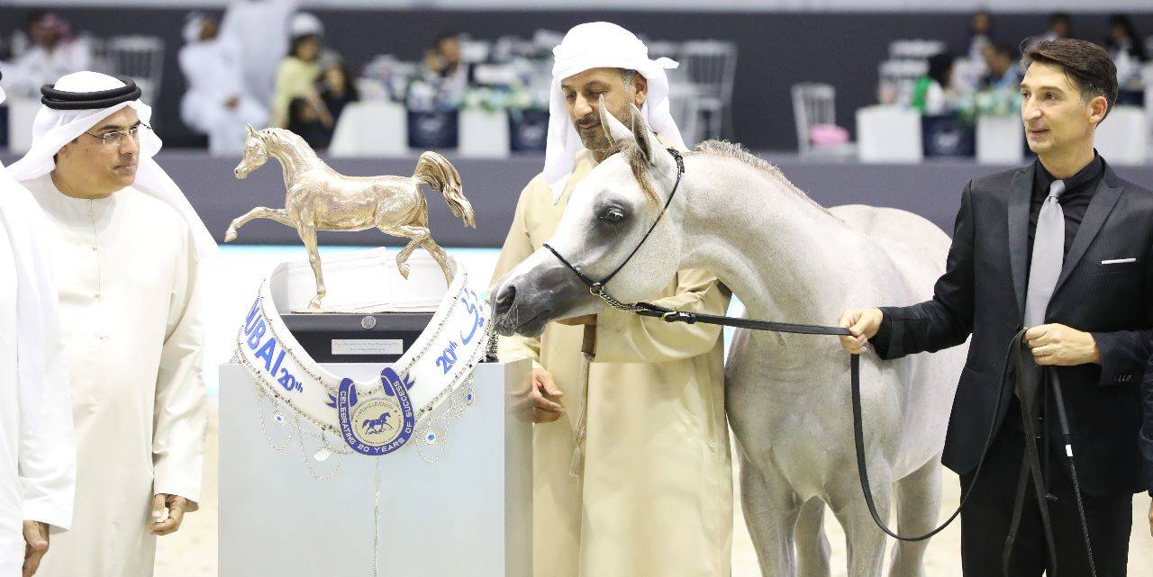 بطولة دبي الدولية للجواد العربي 2023