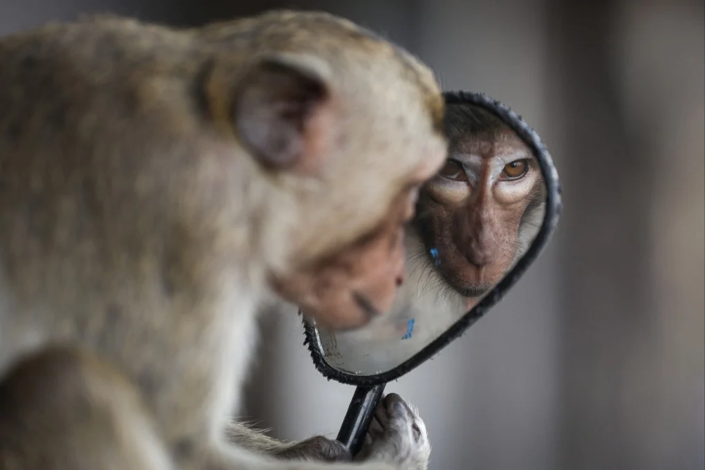 Child Dies in Thailand After Monkey Attack