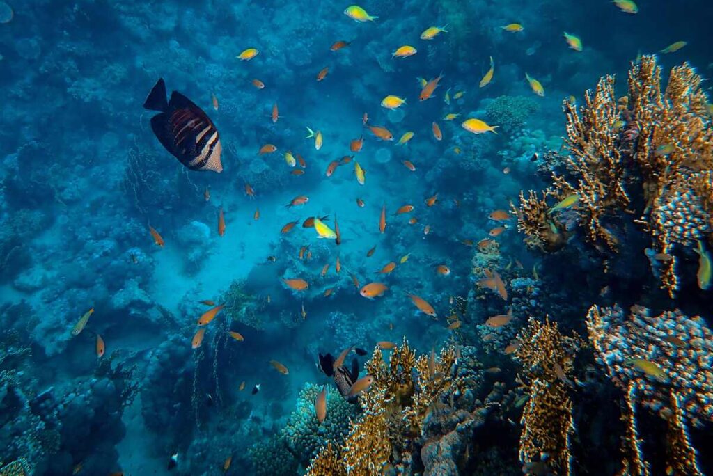 Coral Reefs: Vital Biodiversity Enhancers in Saudi Arabia