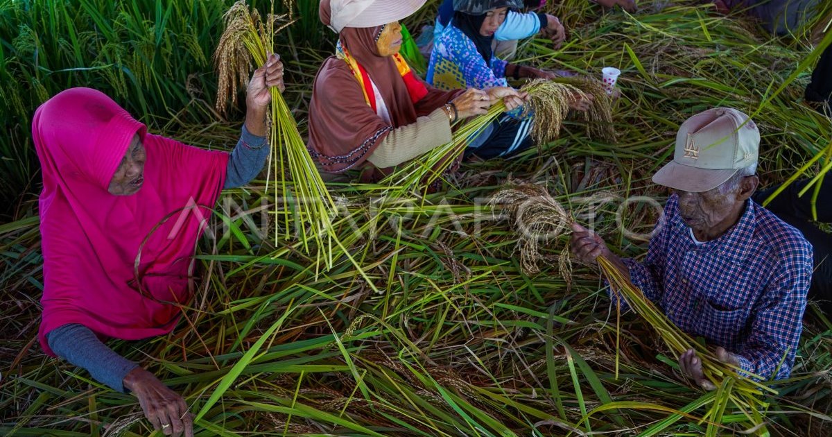 إحياء تقليد "كاتو بوكو" في مملكة ماروس الإندونيسية