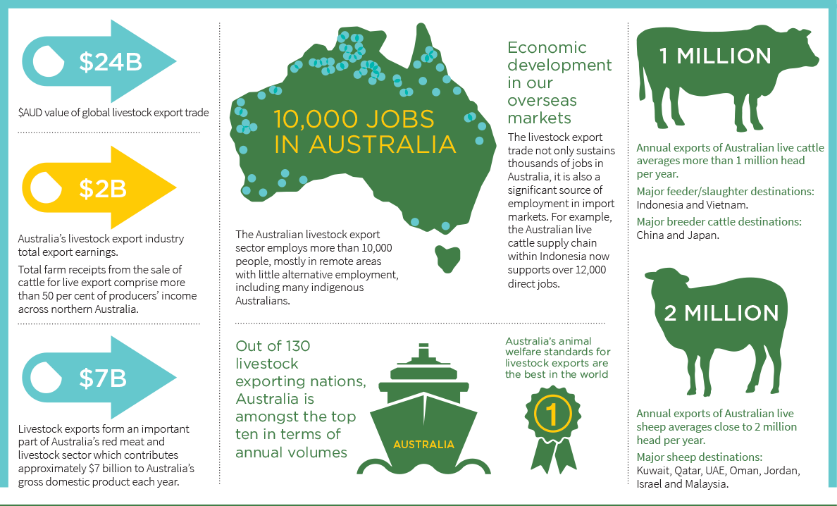 جدل تصدير الخراف وتأثيره على الأسعار