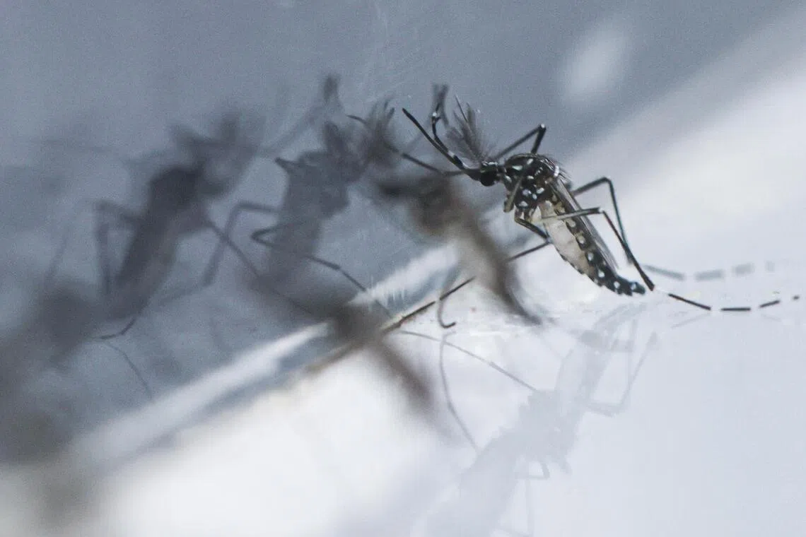 Shirin Wolbachia ya hana Hama Dengue