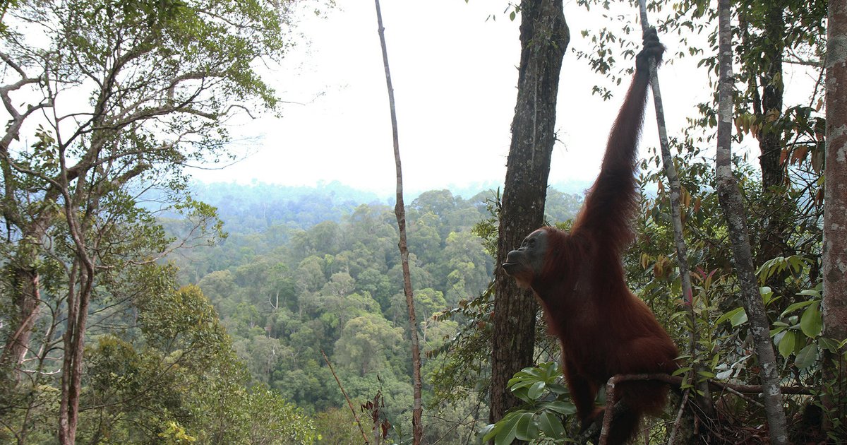 Inondations à Gayo Lues : Bartak sous les eaux