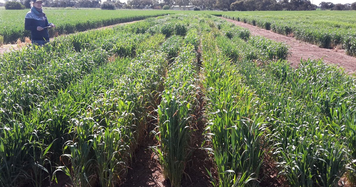 Scientific breakthrough in wheat cultivation in Egypt