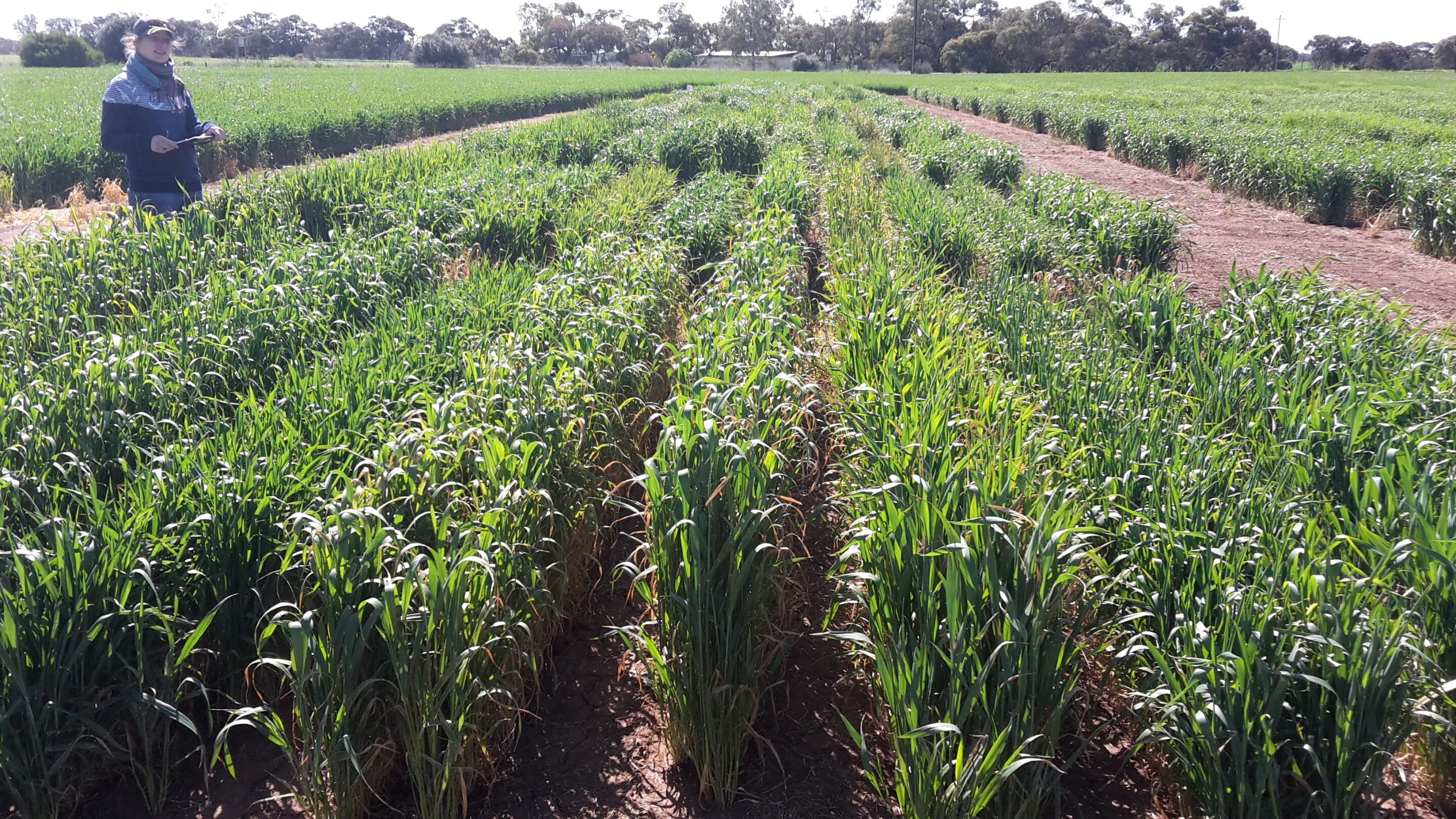 إنجاز علمي في زراعة القمح بمصر باستخدام تكنولوجيا النانو