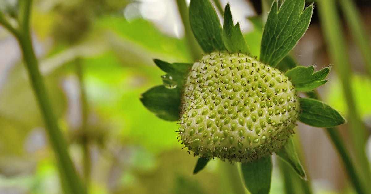 أواني الفراولة: الابتكار في الزراعة